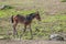 Swedish Warmblood foal