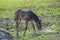 Swedish Warmblood foal