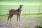 Swedish Warmblood foal