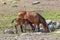 Swedish Warmblood mare with foal drinking water