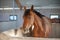 Swedish Warmblood mare in a stable