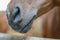 Swedish Warmblood mares muzzle