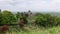 Sweeping panorama of serene Church of the Holy Rude Cemetery in Stirling, nestled among lush foliage