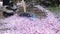 Sweeping pink petals from sakura tree with broom. Spring season. Man cleaning the patio at spring.