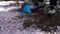 Sweeping pink petals from sakura tree with broom. Spring season. Man cleaning the patio at spring.