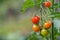 Sweet 100 Tomato plant growing small cherry tomatoes in a kitchen garden, unripe dark green to ripe orange