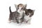 Sweet Adorable Baby Kittens Exploring Their Space