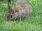 Sweet adorable bunny rabbit close up at Jericho Beach Park, Summer 2018