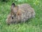 Sweet adorable bunny rabbit close up at Jericho Beach Park, Summer 2018