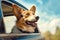 sweet, adorable, corgi terrier dog looks out of the car window with his tongue sticking out, Generative AI