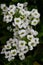 Sweet Alyssum