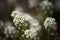 SWEET ALYSSUM FLOWER HEAD IN A GARDEN