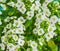 Sweet Alyssum flowers