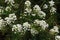 SWEET ALYSSUM FLOWERS IN A GARDEN