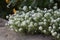 Sweet Alyssum Flowers - honey plant for bee-friendly garden