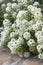 Sweet Alyssum Flowers - honey plant for bee-friendly garden