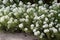 Sweet Alyssum Flowers - honey plant for bee-friendly garden