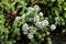 Sweet alyssum or Lobularia maritima low growing annual flowering plants with very branched stems containing dense clusters of