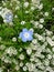 Sweet Alyssum and Nemophila or Little Baby Eyes flowers