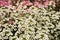 Sweet Alyssum White Flowers Background