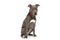 Sweet american staffordshire terrier dog with bowtie sitting