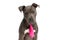 Sweet american staffordshire terrier puppy with polka dotted tie