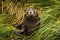 Sweet Antarctic fur seal pup in grass