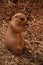 Sweet Attentive Prairie Dog Eating a Snack
