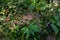 Sweet autumn clematis ( Clematis terniflora ) after flowering. Ranunculaceae perennial semi-shrub vine.