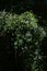Sweet autumn clematis ( Clematis terniflora ) flowers. Ranunculaceae evergreen Poisonous plant.