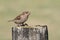 A sweet baby House Sparrow, Passer domesticus, perched on a post , waiting for its parents to come and feed it.