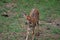 Sweet Baby Nyala in a Large Field with a Cute Face