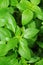 Sweet basil