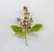 Sweet basil flowers Ocimum basilicum Linn Isolated on White Background. basil tree is a Thai herb that has many benefits, has