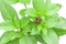 Sweet Basil Herb Growing in a organic garden. Thai Basil leaf O
