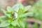 Sweet Basil Herb Growing in a organic garden. Thai Basil leaf Ocimum basilicum