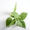 Sweet basil Ocimum basilicum