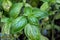 Sweet Basil Ocimum basilicum leaves grown at the greenhouse