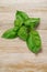 Sweet basil plant cutting green on wooden background close up