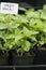 Sweet Basil plant start sold at a farmers market in California