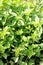 Sweet basil plants