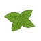 Sweet basil stevia leaf illustartion vector
