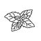 Sweet basil stevia leaf illustartion vector black outline