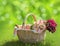 Sweet basket with bouquet of flowers on the grass