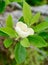Sweet Bay Magnolia single flower on leaf cluster