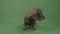 Sweet beautiful good fluffy puppy looking around in green screen studio -