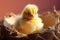 Sweet beginnings Newborn chick portrays cuteness and delicate innocence