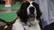 Sweet Bernese Mountain dog waiting for animal exhibition, purebred pet show