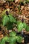 Sweet Betsy, Purple Toadshade - Trillium cuneatum