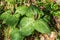 Sweet Betsy, Purple Toadshade - Trillium cuneatum